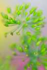 USA, Indiana, Fishers. Abstract close-up of green flower buds. Art Print